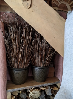 cup-plant-kindling